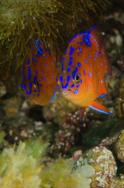 Juvenile Garibaldi A pair of juvenile garibaldi fish hiding in the reef. pirate's cove stock pictures, royalty-free photos & images