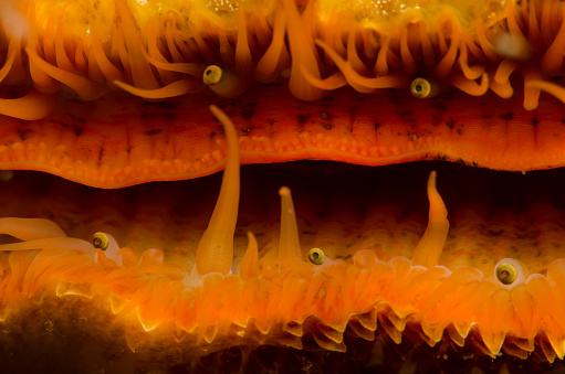 The eyes of a rock scallop.
