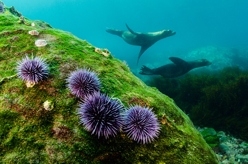 A pair of sea lions swim by a rock with purple urchins.