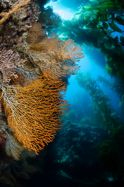 istock Sea Fans and Kelp Forest 842008118