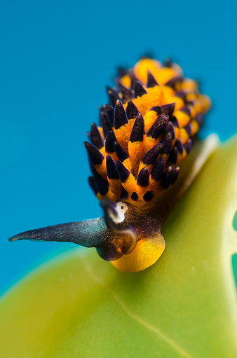 A Placida cremoniana nudibranch on the reef.