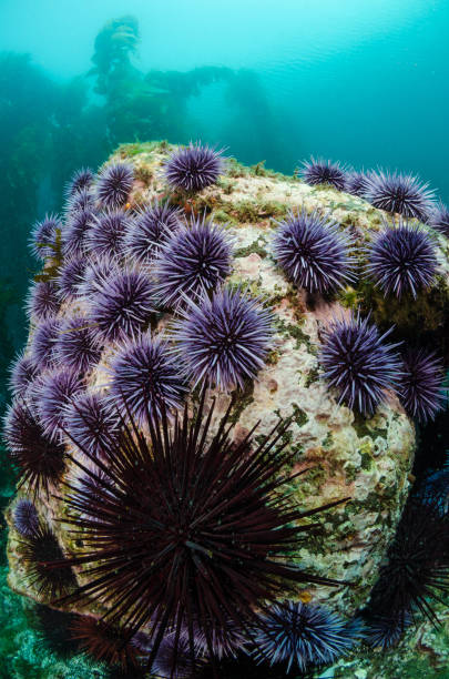 Sea Urchins A rock covered in purple and crowned sea urchins. sea urchin stock pictures, royalty-free photos & images