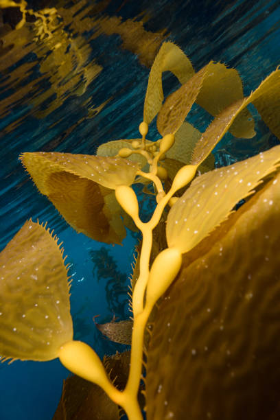 Giant Kelp and Reflection Giant kelp near the surface of the Pacific Ocean. anacapa island stock pictures, royalty-free photos & images