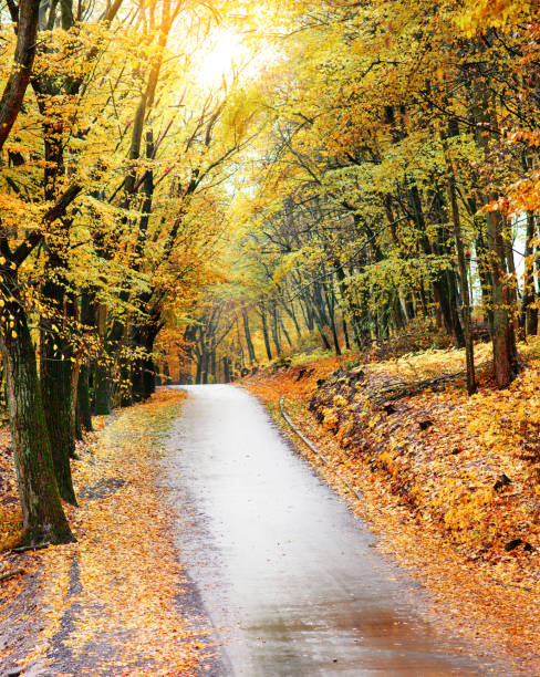 istock Autumn landscape in the forest with old road 842011858