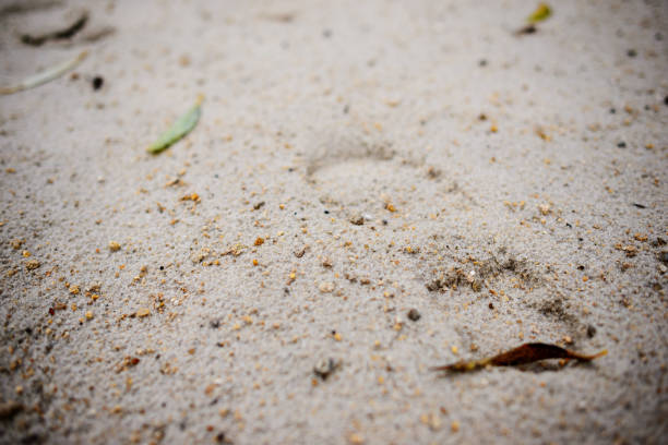 Footprint in the sand on a cloudy autumn day
