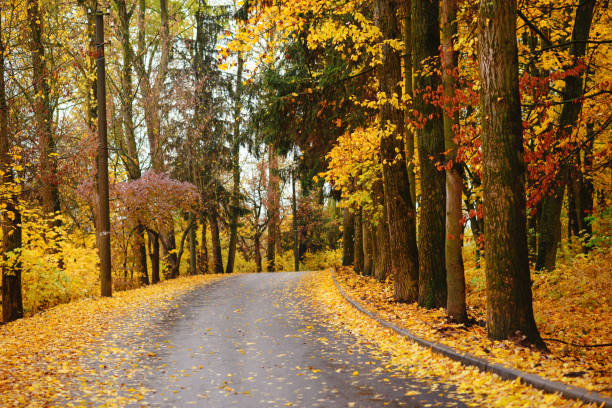 istock Autumn landscape in the forest with old road 842012030