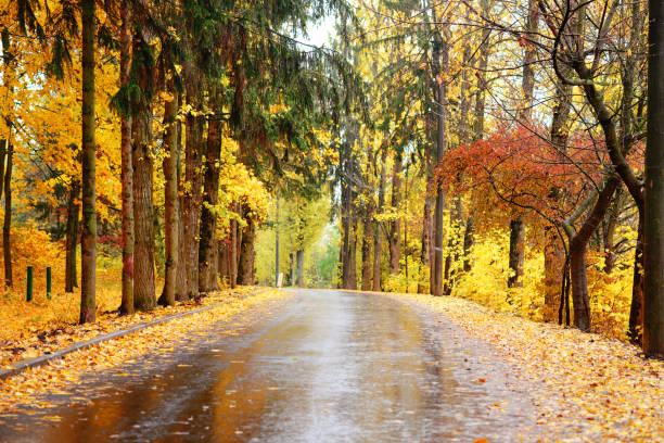 istock Autumn landscape in the forest with old road 842012168