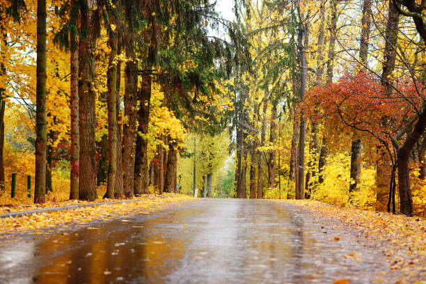 istock Autumn landscape in the forest with old road 842012216
