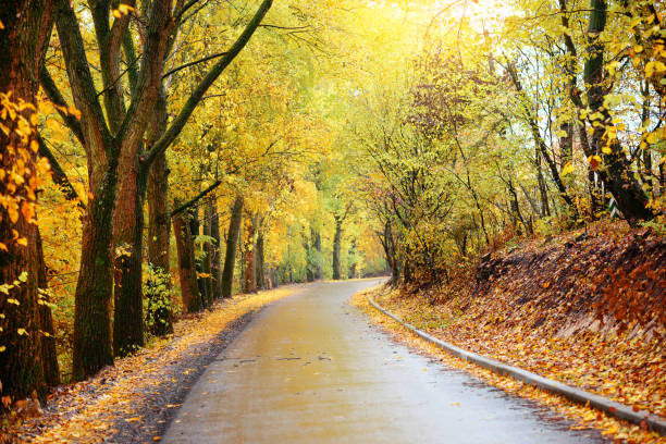 istock Autumn landscape in the forest with old road 842012240