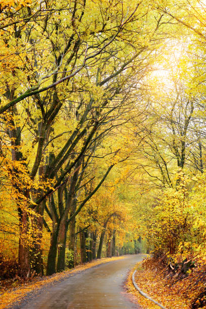 istock Autumn landscape in the forest with old road 842012254