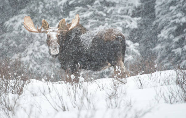 moose - canada moose winter snow imagens e fotografias de stock