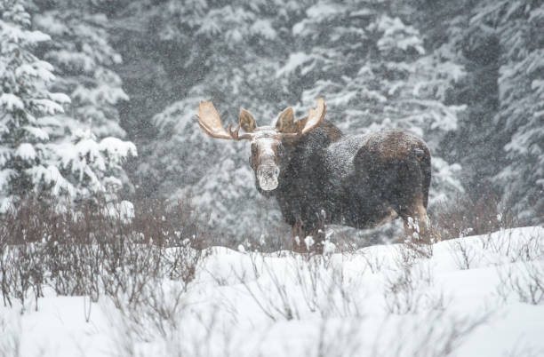 alce - canada moose winter snow foto e immagini stock