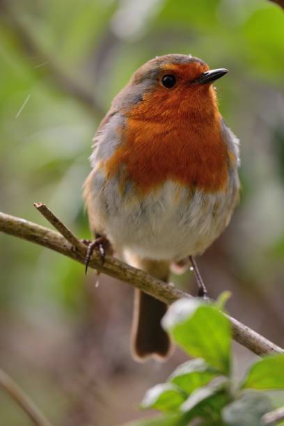 istock portrait of a robin 842015612