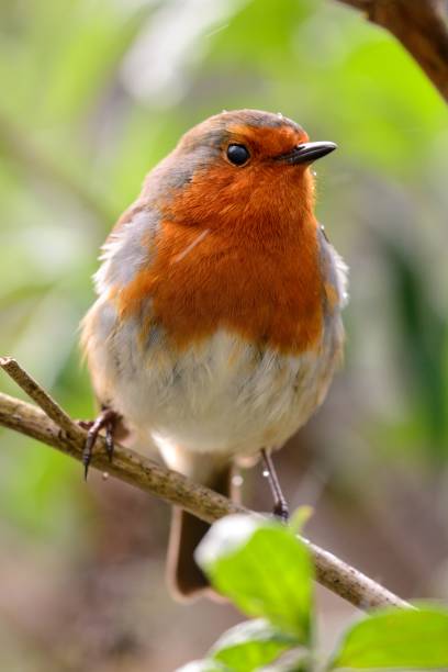 istock portrait of a robin 842015936