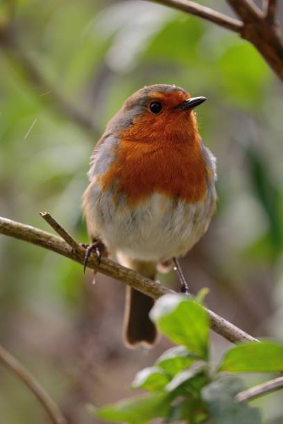 istock portrait of a robin 842015938