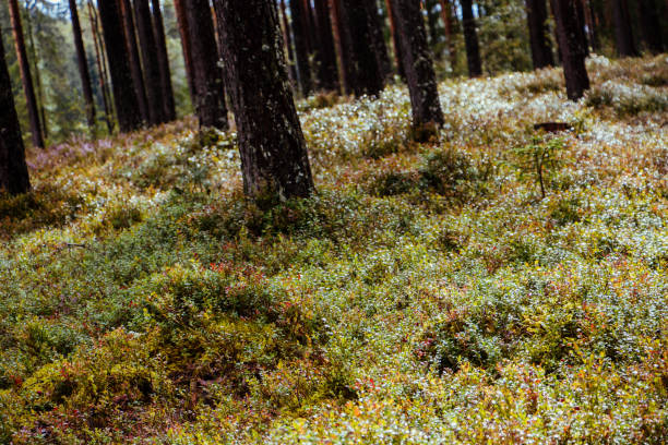 istock Old forest with moss covered trees and rays of sun in summer autumn 842022496