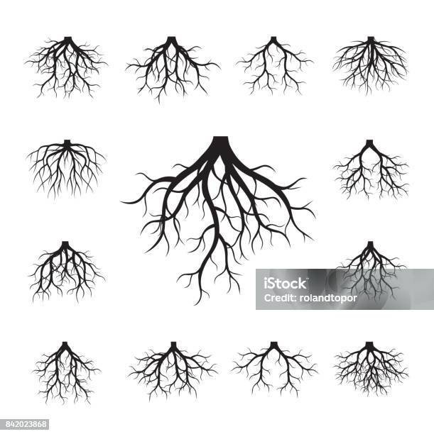 Collection Of Black Roots Stock Illustration - Download Image Now - Root, Tree, Vector