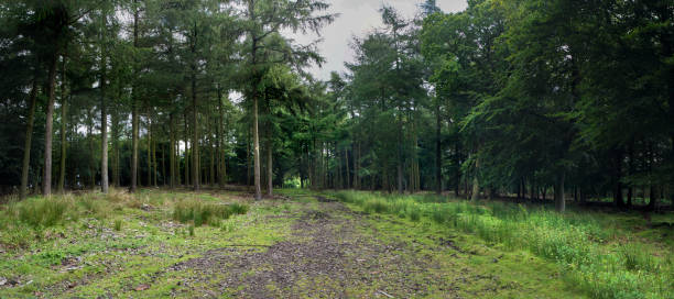 Wooded Forest Rural UK stock photo