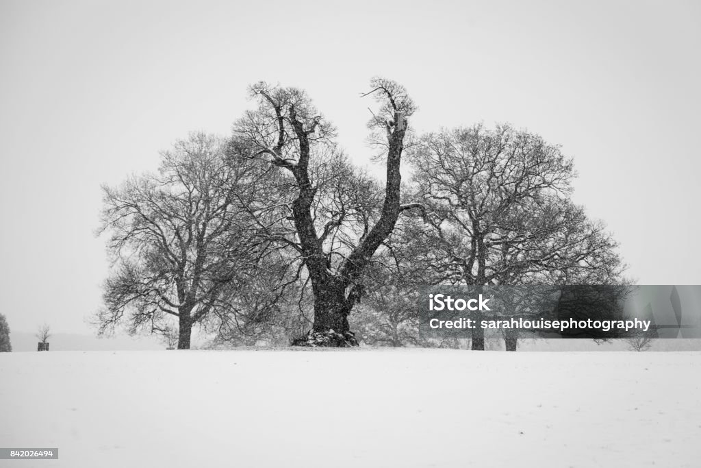 bare tree in snow bare tree in snow in winter Beauty Stock Photo