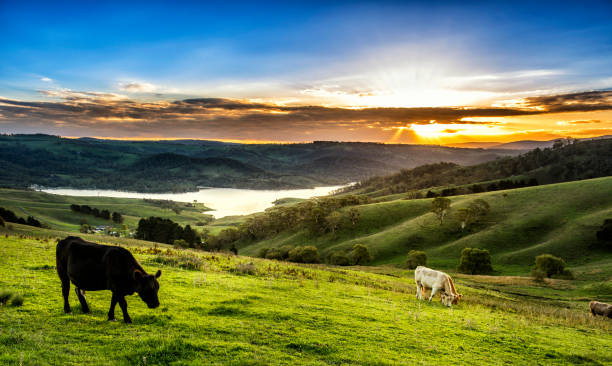 istock Cow farm in Lithgow Australia 842031484