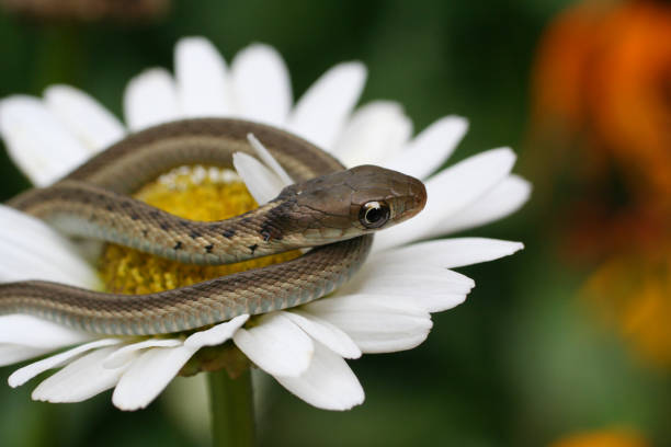 a photo of a young snake on a flower