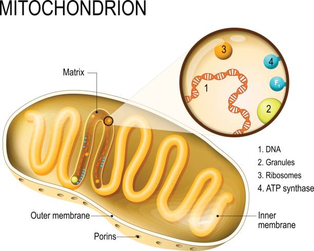 Mitochondrion Mitochondrion. cross-section and structure mitochondrion organelle. vector diagram human genome code stock illustrations