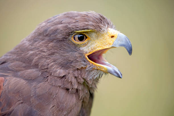 istock bird of prey 842036576