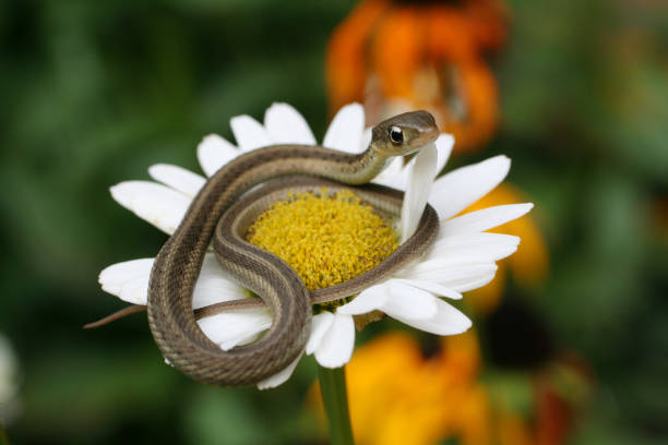 istock Young Garter Snake on Daisy Flower 842036740
