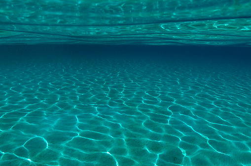 Oceanic Beach Scenes Featuring Seashells, Marine Life, and Seaweeds