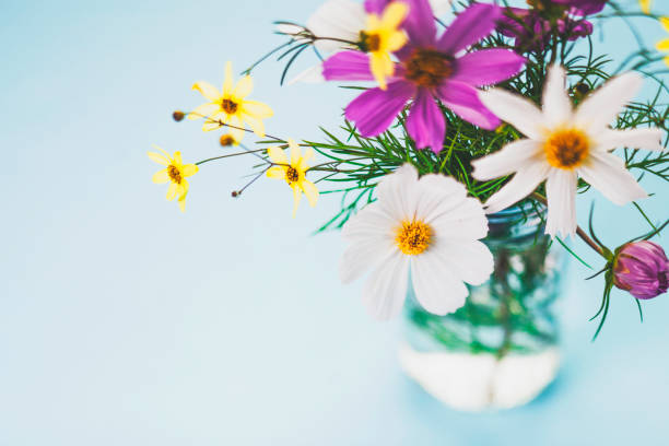활기찬 국내 꽃의 꽃다발입니다. 코스모스와 큰 금 계 국 - cosmos flower cut flowers daisy family blue 뉴스 사진 이미지
