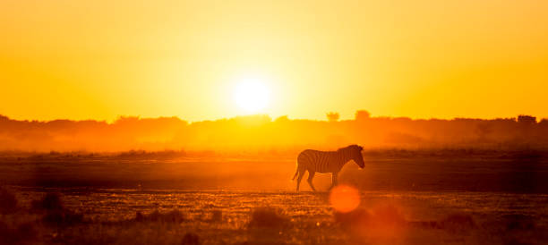 istock Africa Sunset Landscape 842039438
