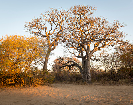 Trees in Africa at sunrise against a blue sky