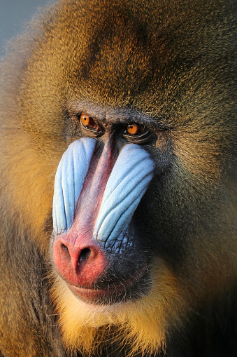 Mandrill