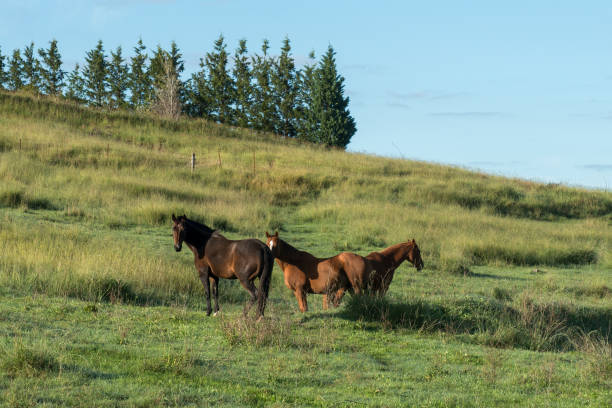 istock Beautiful view near lake Lyell Lithgow 842049144