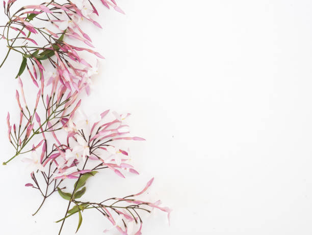 Jasmine Flowers From Above Stock Photo - Download Image Now - Jasmine, White Background, Flat Lay - iStock Jasmine Flowers From Above Stock Photo - Download Image Now - Jasmine, White Background, Flat Lay - iStock