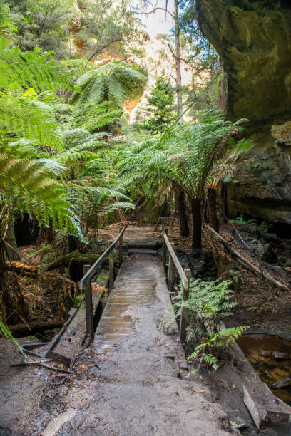 istock Nature near Glow worms cave in Lithgow 842079094