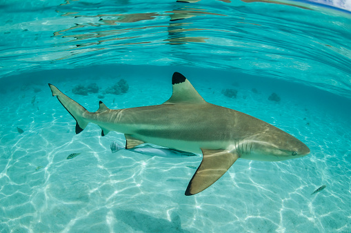 A close-up view of a blacktip shark patrolling the waters of the French Polynesia at the south pacific ocean. The blacktip shark (Carcharhinus limbatus) is a species of requiem shark, and part of the family Carcharhinidae.
