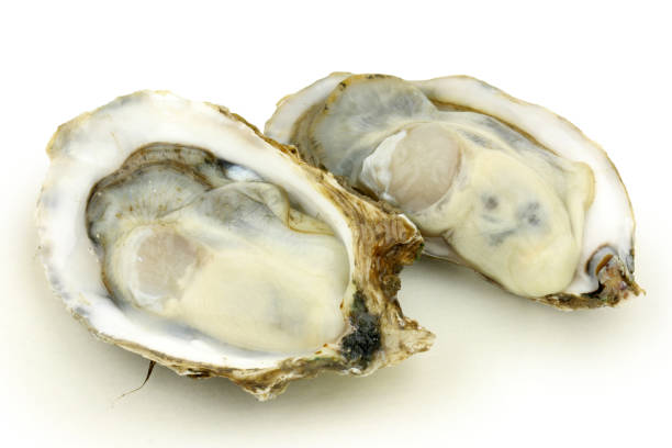 istock Fine de Claire Oysters Isolated on White background. 842081852