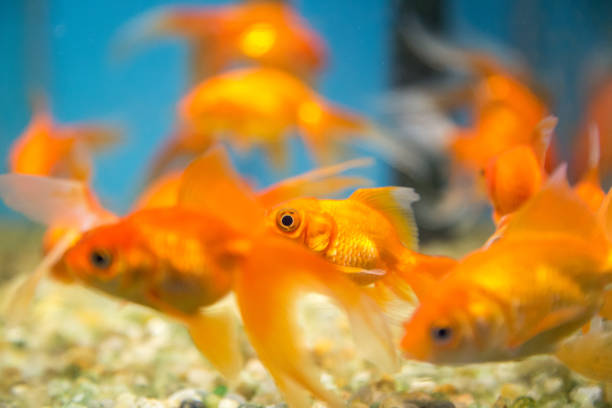 istock fish aquatic ornament tank relaxation 842082928