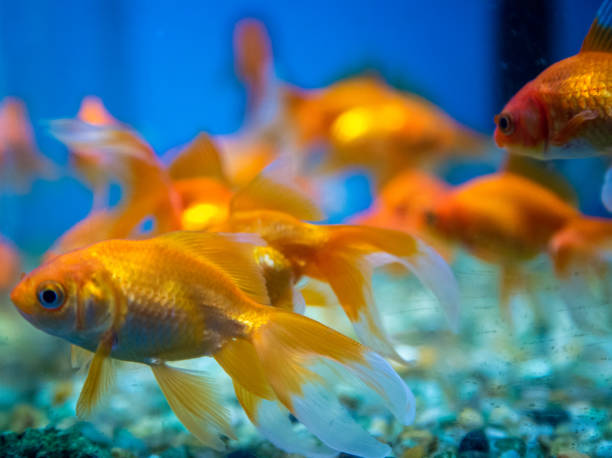 istock fish aquatic ornament tank relaxation 842082962