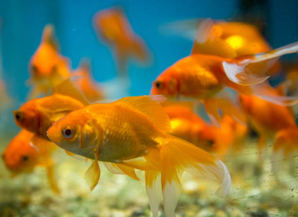 istock fish aquatic ornament tank relaxation 842082976