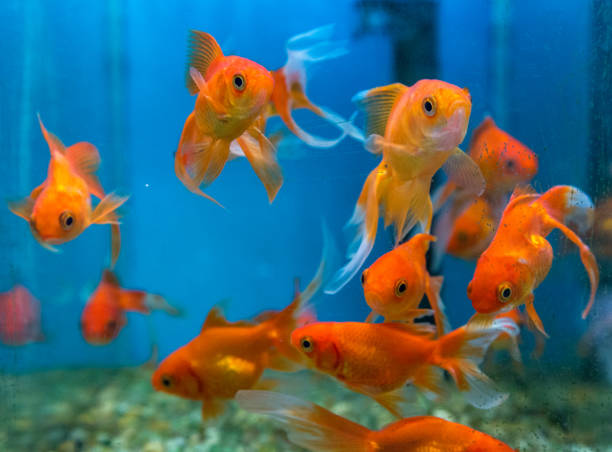 istock fish aquatic ornament tank relaxation 842085390