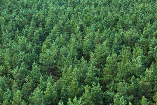 istock The texture of the green forest view from the top 842085446