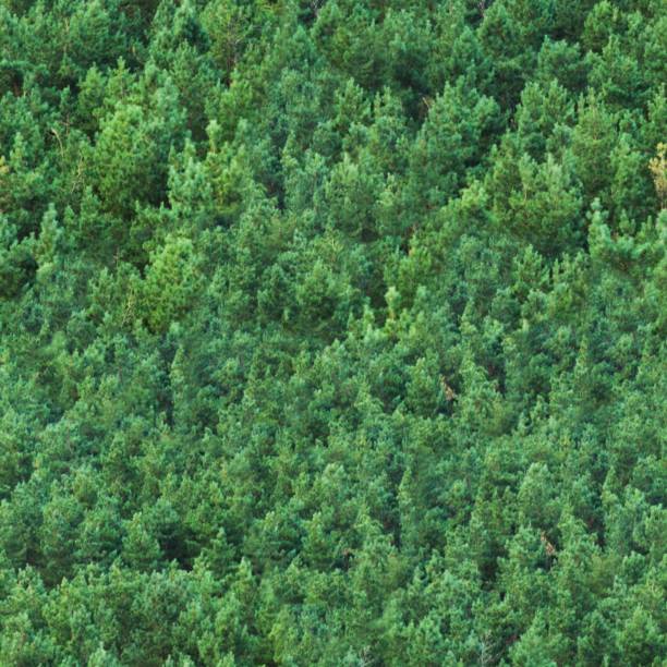 istock Seamless texture of a green forest from a height 842085460
