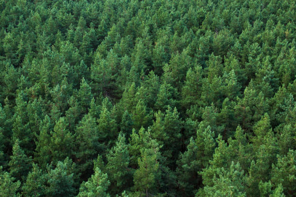 istock The texture of the green forest view from the top 842085476