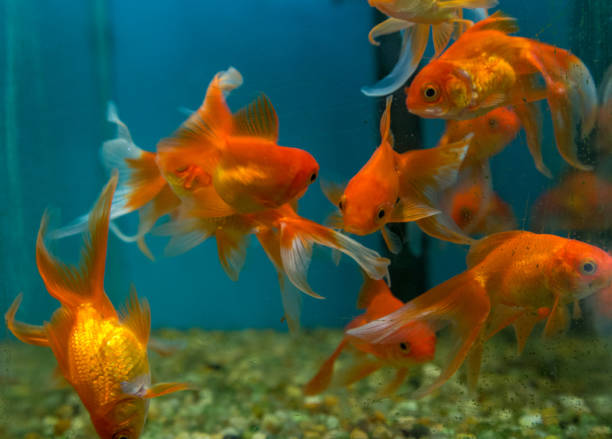 istock fish aquatic ornament tank relaxation 842085680