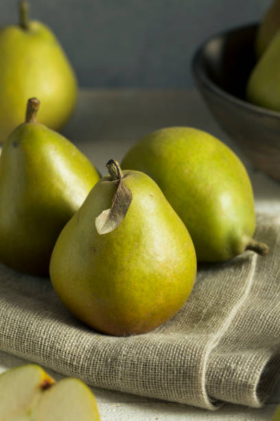 Raw Green Organic Seckel Pears Raw Green Organic Seckel Pears Ready to Eat forelle pear stock pictures, royalty-free photos & images