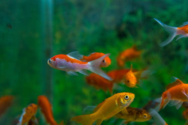 istock fish aquatic ornament tank relaxation 842086172