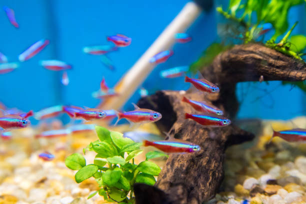 istock fish aquatic ornament tank relaxation 842086394