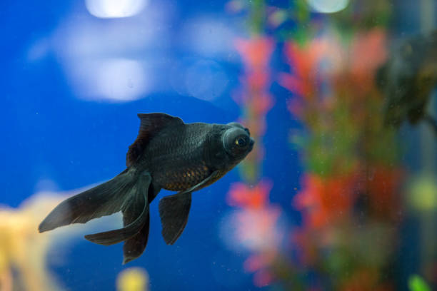 istock fish aquatic ornament tank relaxation 842089328